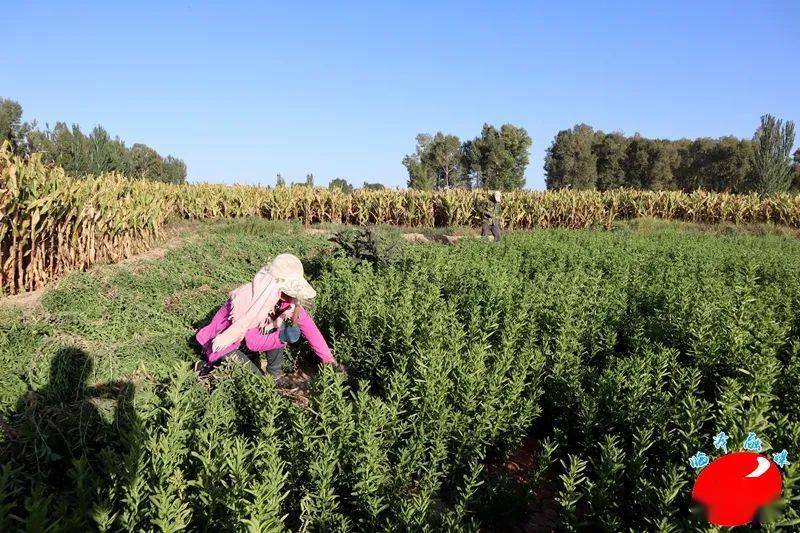 这两天李应学正忙着对收割的甜叶菊进行堆积,晾晒,晾晒过的甜叶菊经脱