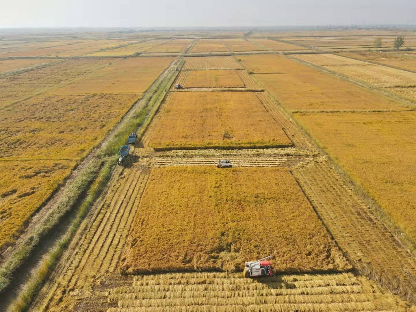 大蒜种植管理高产技术_北方香菇种植高产技术_夏花生高产种植新技术