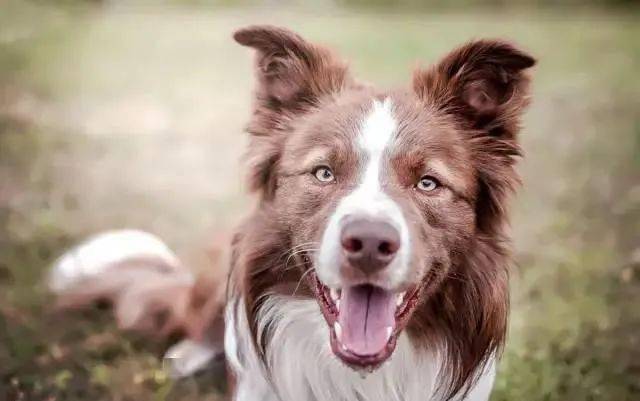 边牧专栏丨通过舌头辨别边境牧羊犬是否健康 狗狗