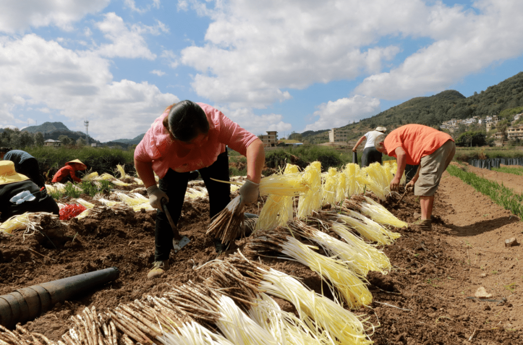 清镇韭黄走出大山,远销江浙沪!_种植