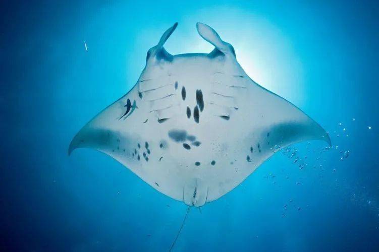 02 深圳宝安机场 为什么机场会像大飞鱼?这个设计也是有一定依据的!