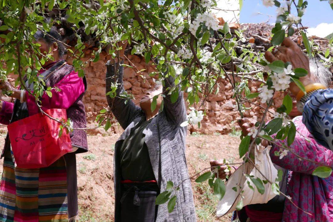 来自雪域高原的野生俄色茶三高人群的福音