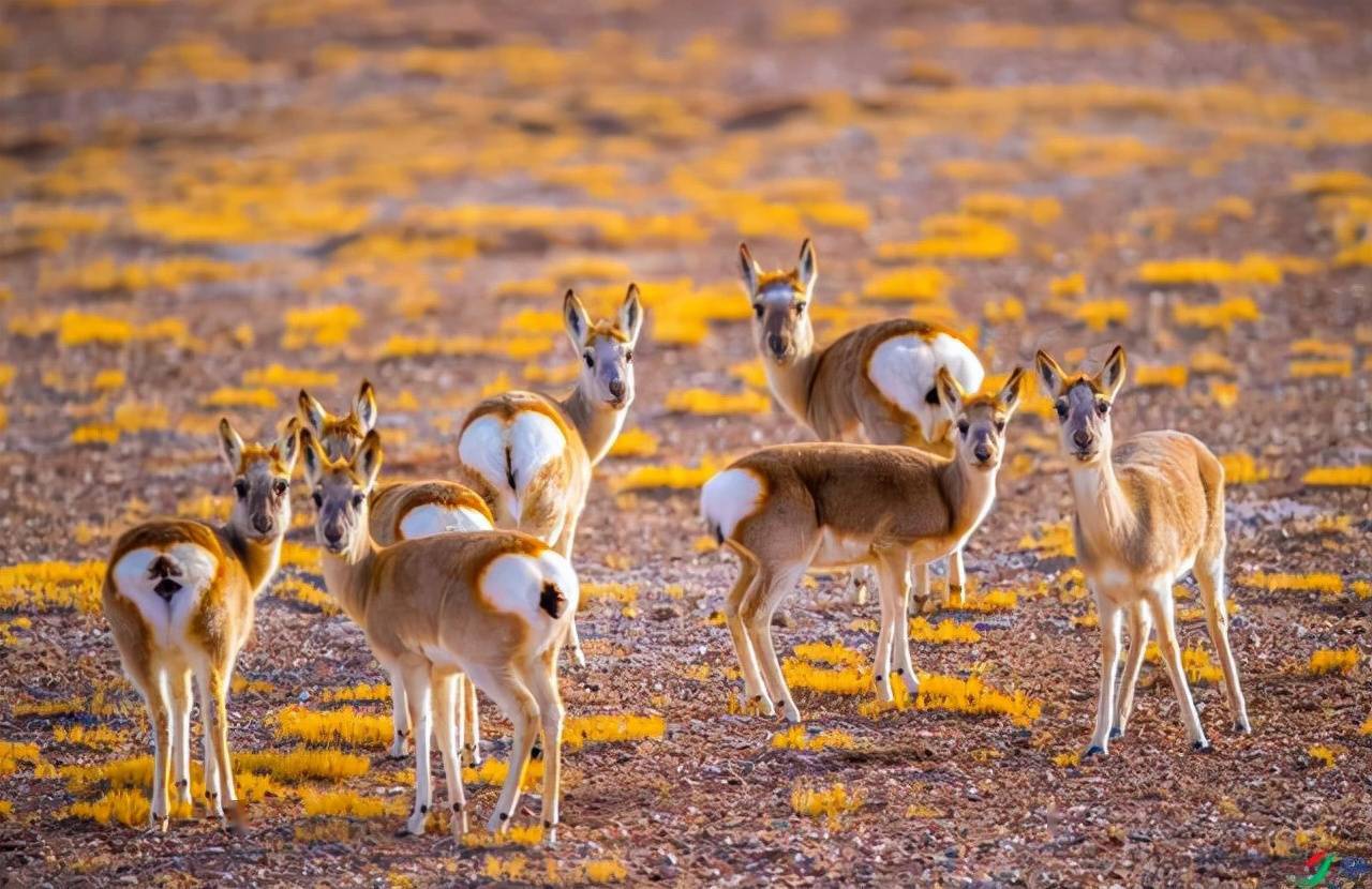 盘点我国可可西里高原上的10大"著名"动物_兀鹫