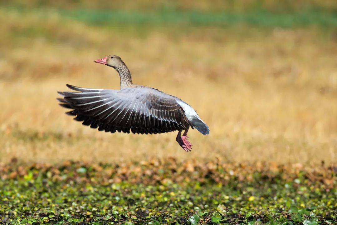 春去秋来秋冬访客——雁鸭为什么捕鱼高手的名字叫"秋沙"呢?