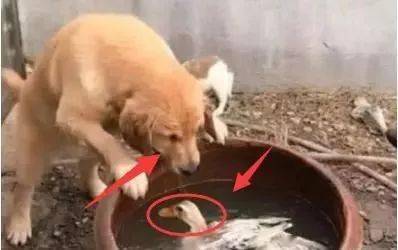 如何杀鸭子最好 7a1ab2eb634440e1b31e0de1e9aca822.jpeg