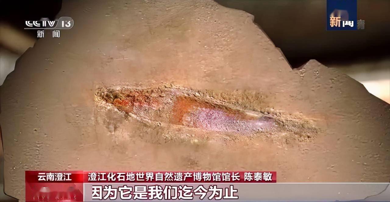 化石|云南禄丰恐龙科考“啃硬骨头”：恐龙化石如何修复？