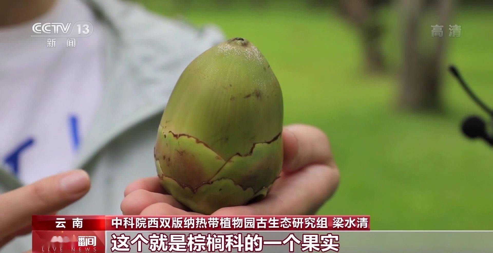化石|云南禄丰恐龙科考“啃硬骨头”：恐龙化石如何修复？