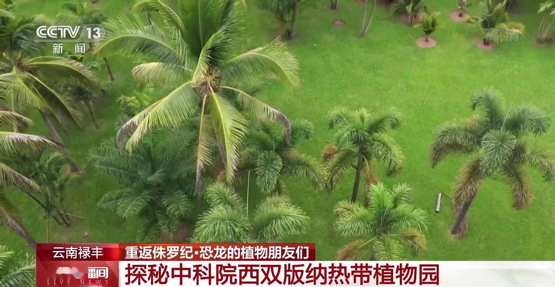 化石|云南禄丰恐龙科考“啃硬骨头”：恐龙化石如何修复？