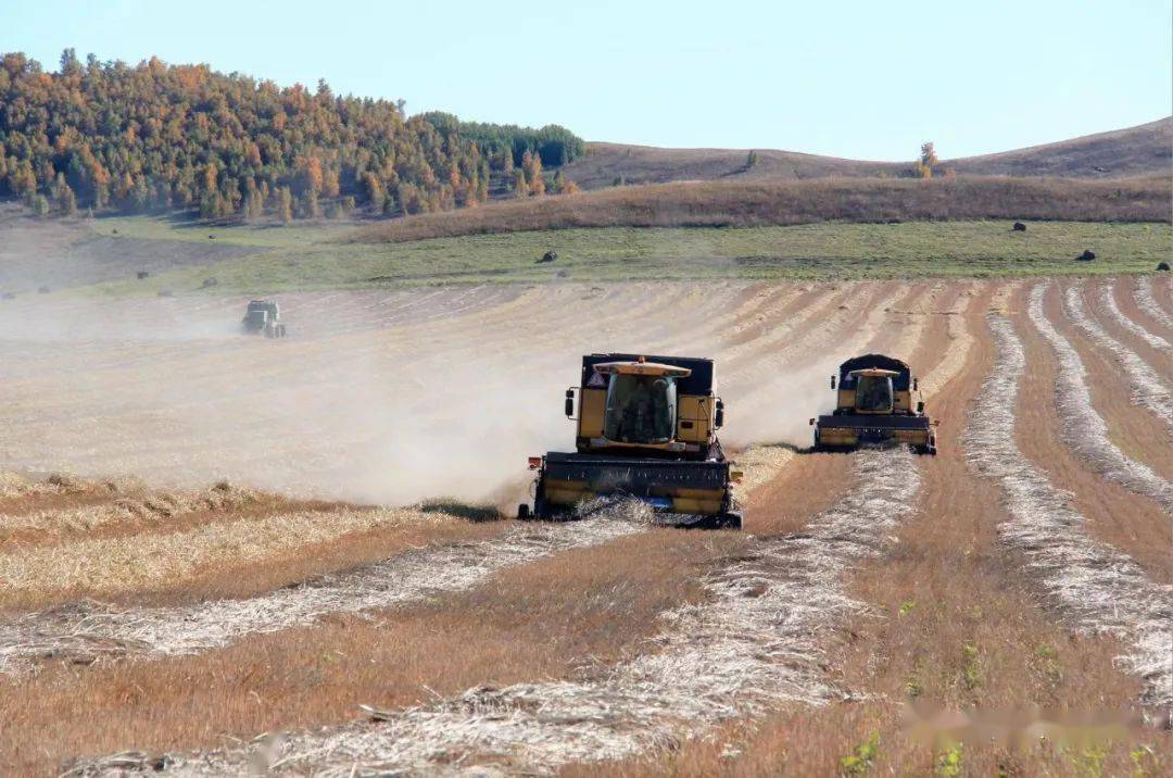 国庆期间上库力农牧场公司广袤大地奏丰歌
