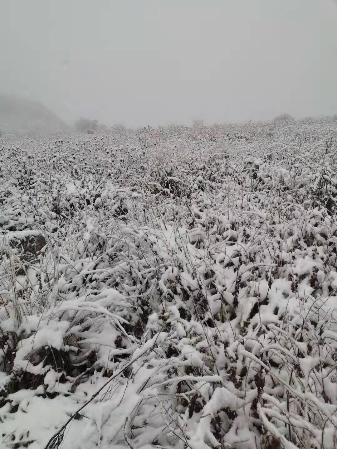 雪花|6厘米厚积雪，难得一见雾凇景象！百花山披“白纱”