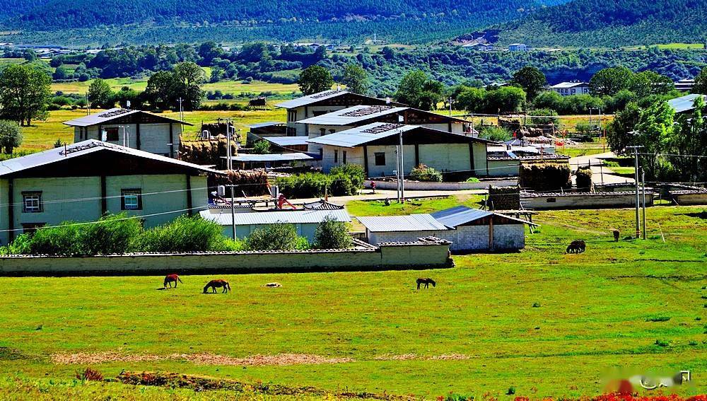 小中甸火红的狼独花