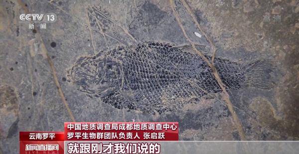 侏罗纪|云南禄丰恐龙科考工作进入“啃硬骨头”阶段 恐龙化石是如何修复的呢？