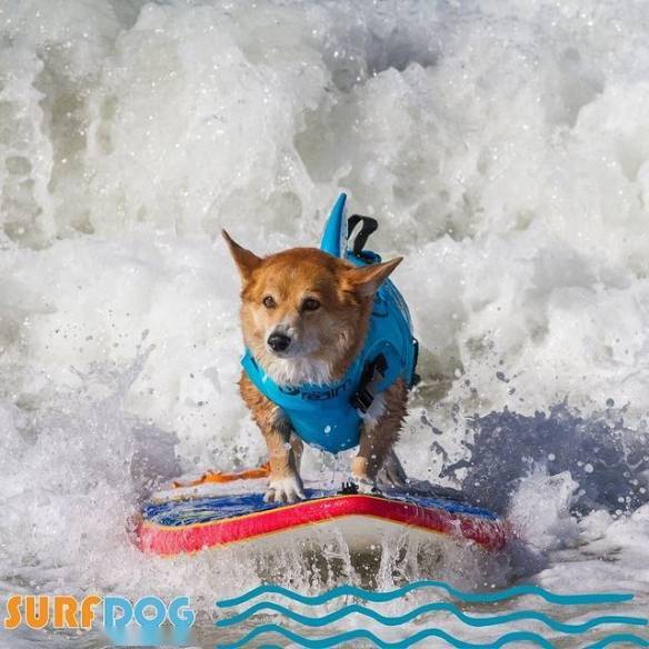 浪到惊叹!狗狗冲浪大赛:英姿超越人类_surf