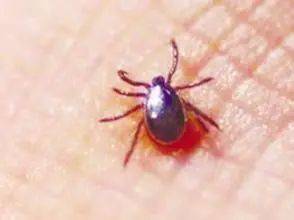 半月|男子持续半月高热不退，因被这种小虫子叮咬，外出游玩务必当心…