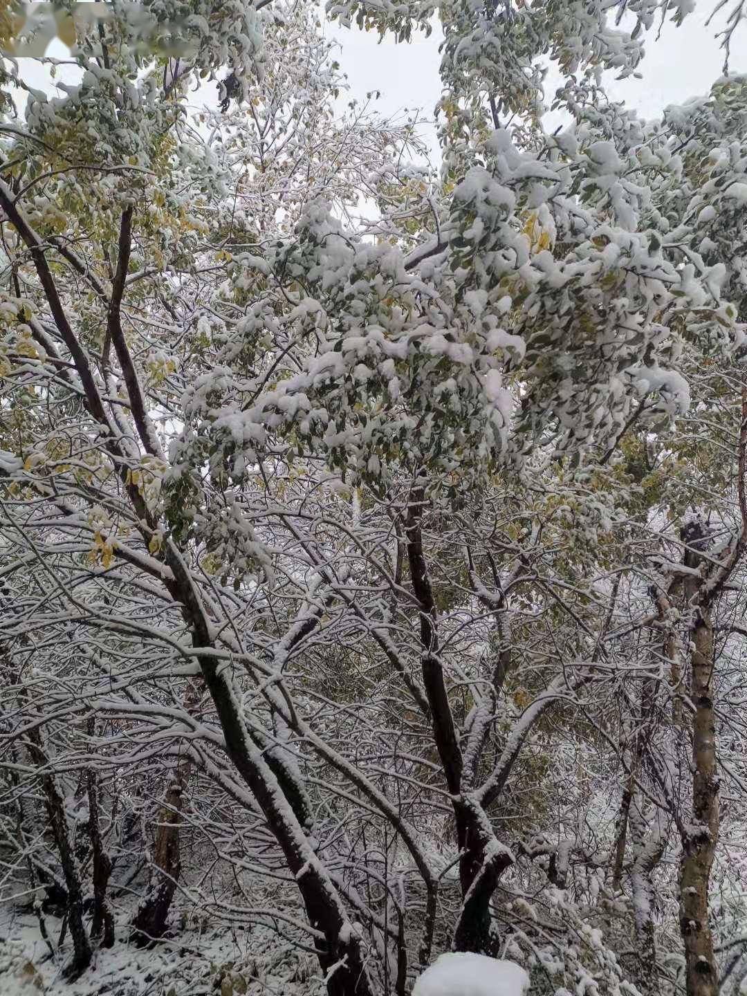 亚高山|6厘米厚积雪，难得一见雾凇景象！百花山披“白纱”