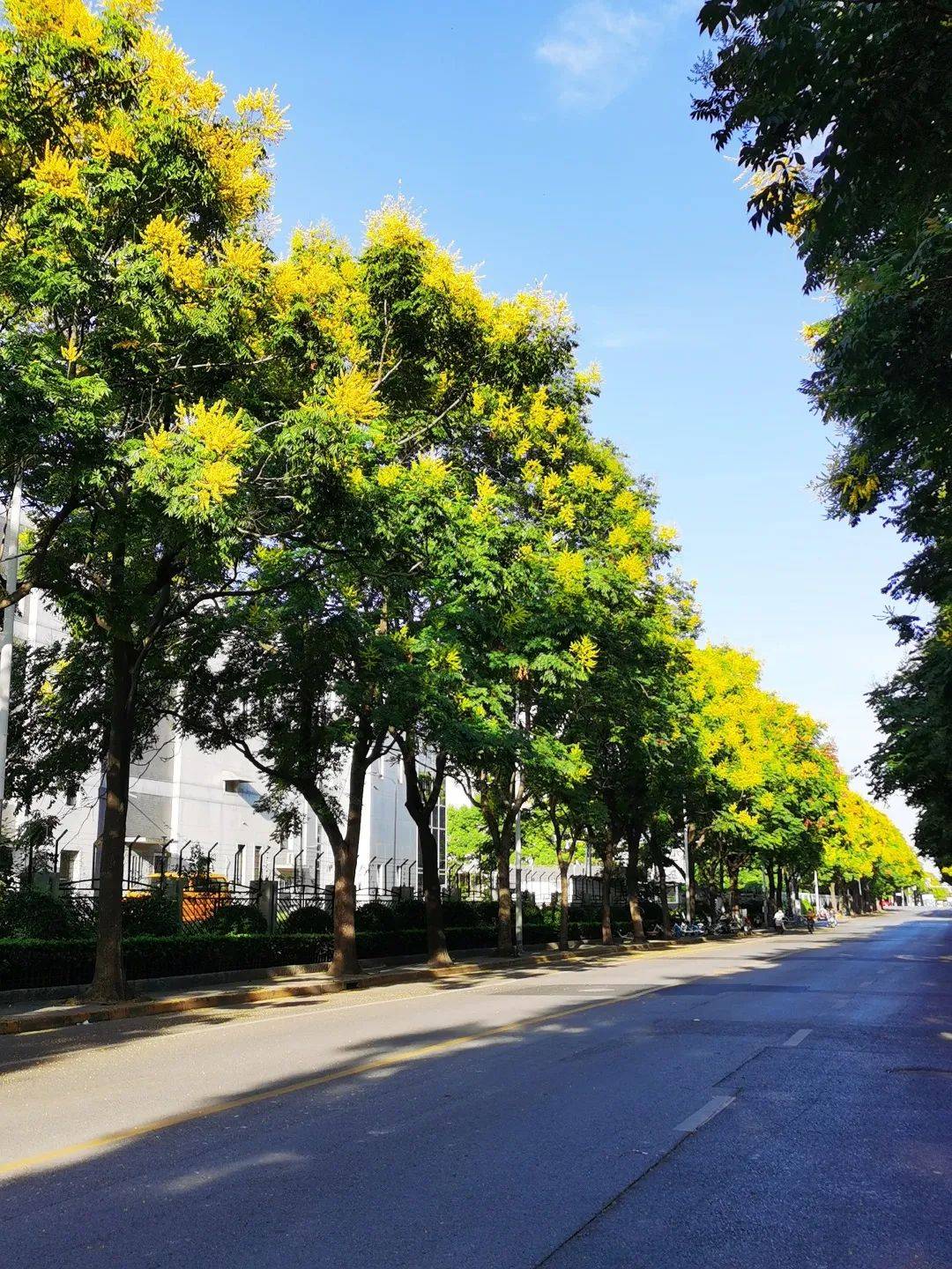 夏末秋初，来普陀这欣赏最美街景！