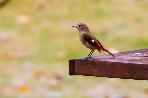乌鲁木齐市|寒露至，秋更浓，幸福不过有人为你添衣