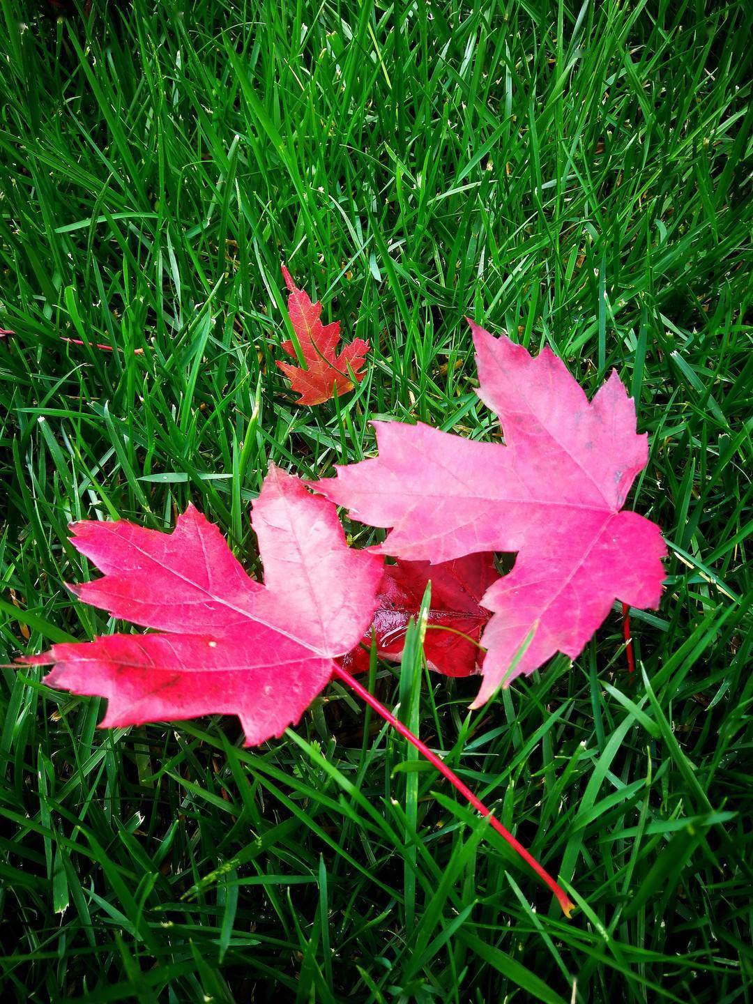 尾声|如诗如画 冰城秋意正浓！