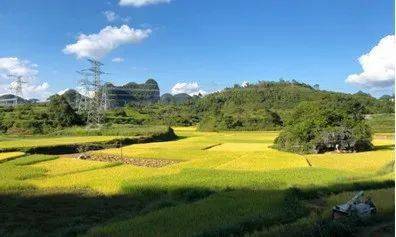 靖西武平镇金秋十月稻花香里说丰年