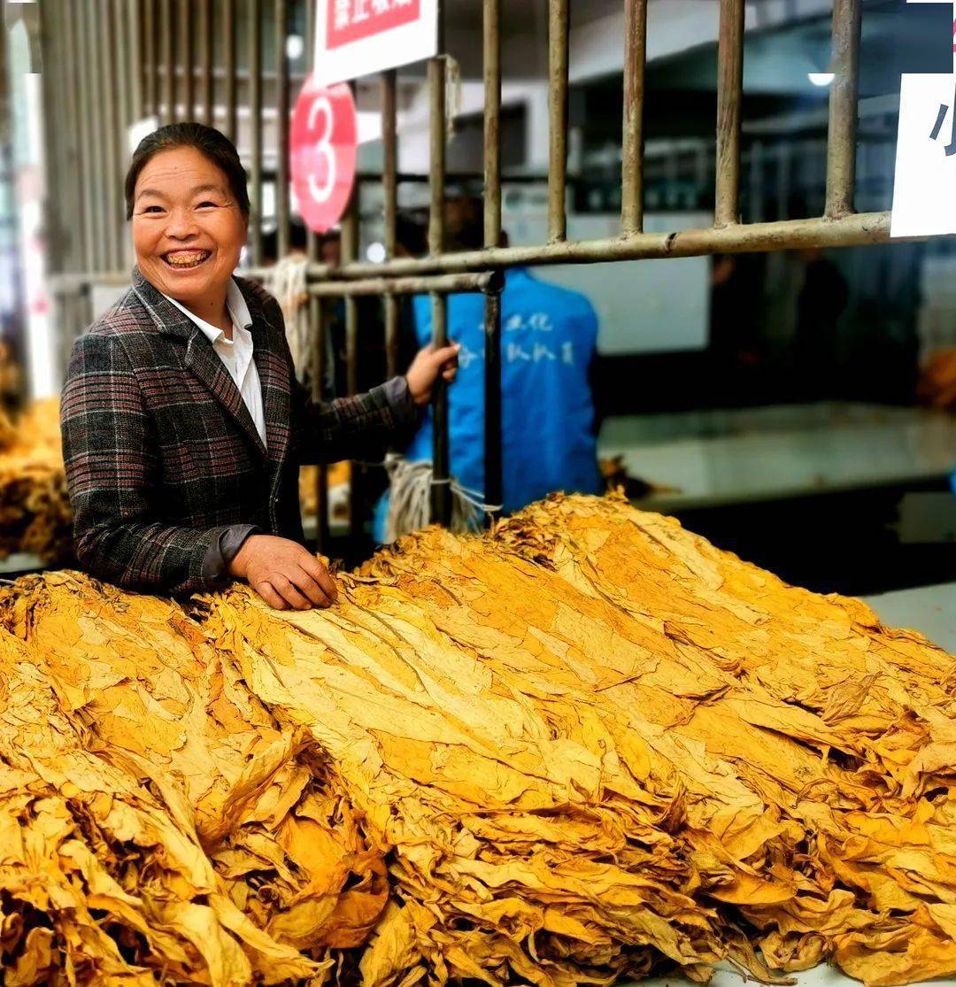 越西:烟叶获丰收 烟农笑开颜