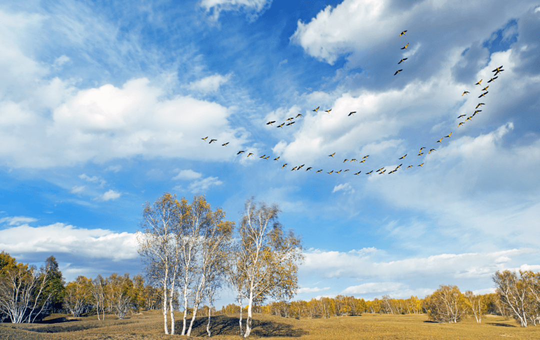 今日寒露,记得穿秋裤