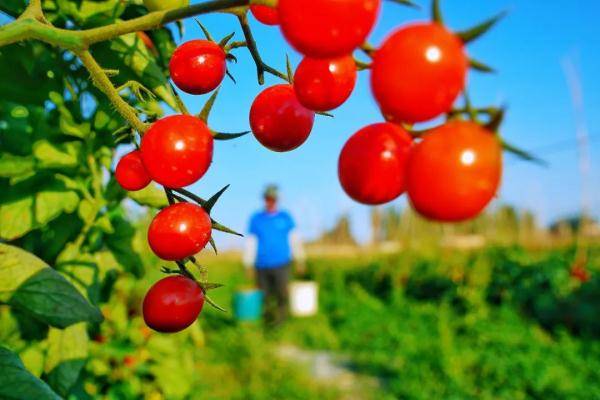 乌鲁木齐市|寒露至，秋更浓，幸福不过有人为你添衣