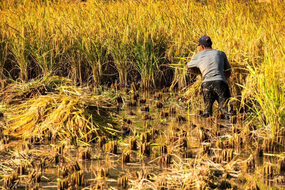 成熟了又到了收稻谷的季节现在的你是否还记得那些年在老家农忙的情景？