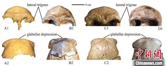 特征|30万年前古人类长什么样子？科学家最新复原华龙洞人容貌