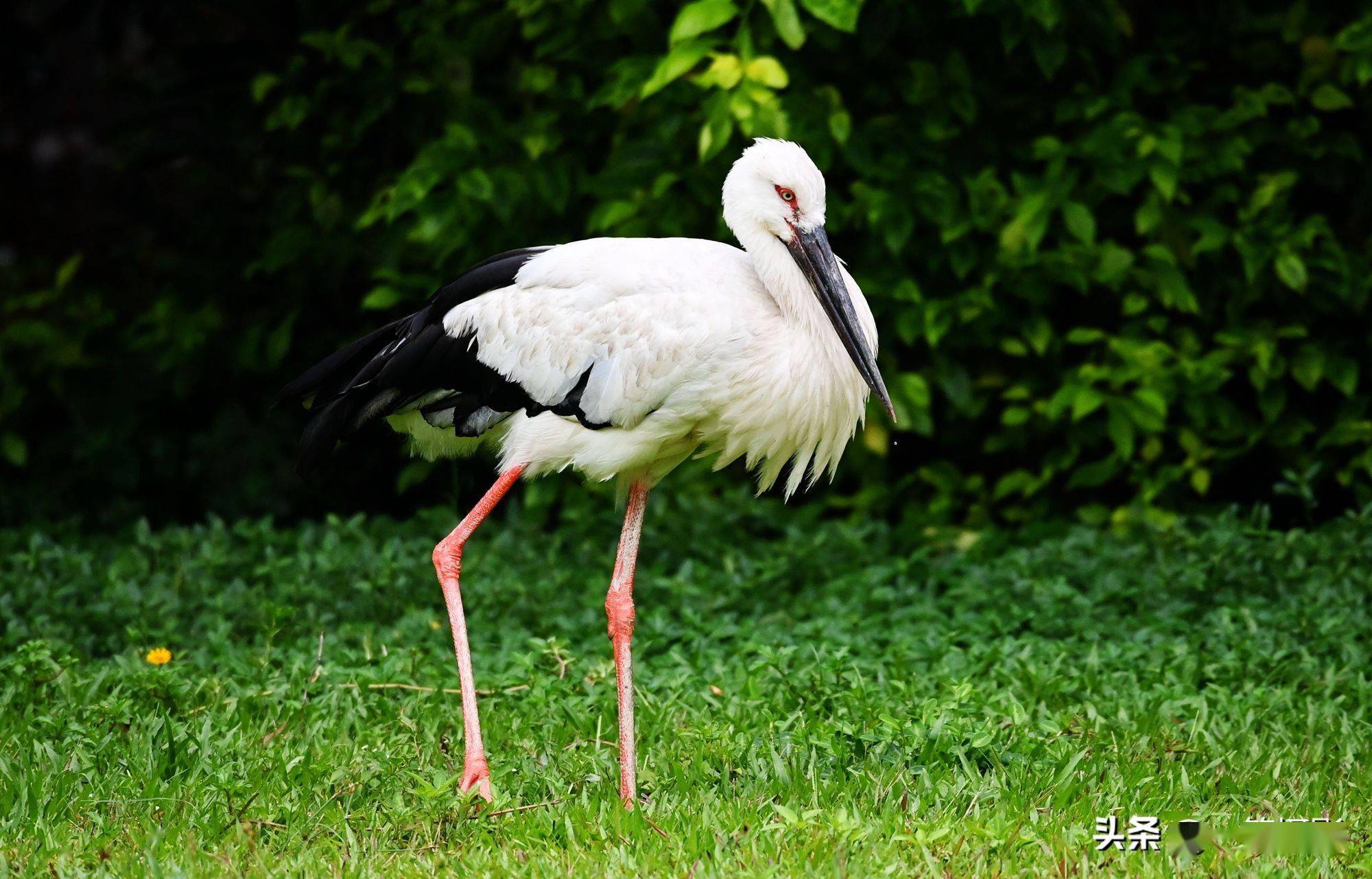 在草地上散步的东方白鹳