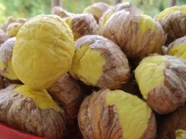 为壳斗科植物板栗的内果皮.