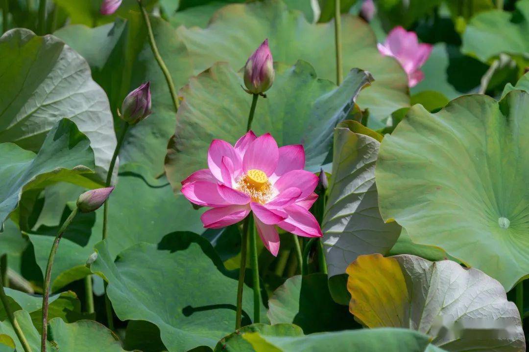 100张照片,带你走进"多样而幸福"的盘龙