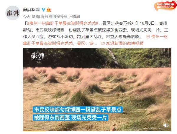 乱子|贵州一粉黛乱子草景点被踩得光秃秃 景区：游客不听劝