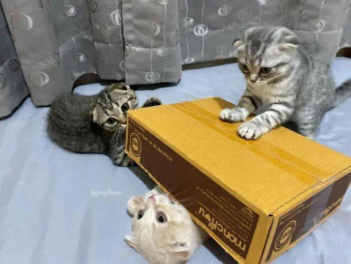 小白两只狸花猫一同欺负小白猫，太过分了