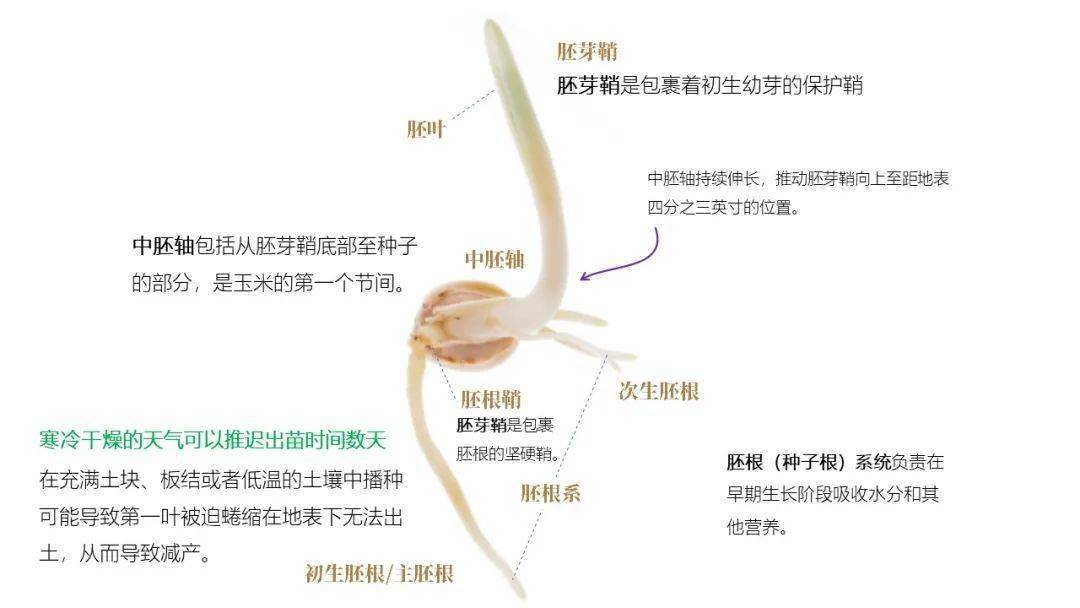 胚芽解剖图片