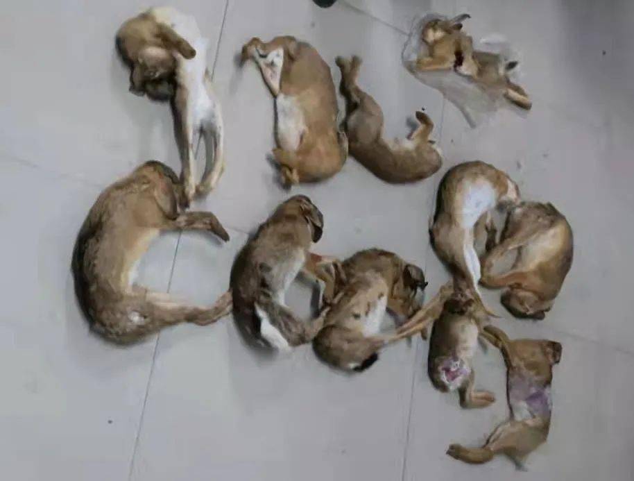 商丘一男子因为逮兔子,被逮了!