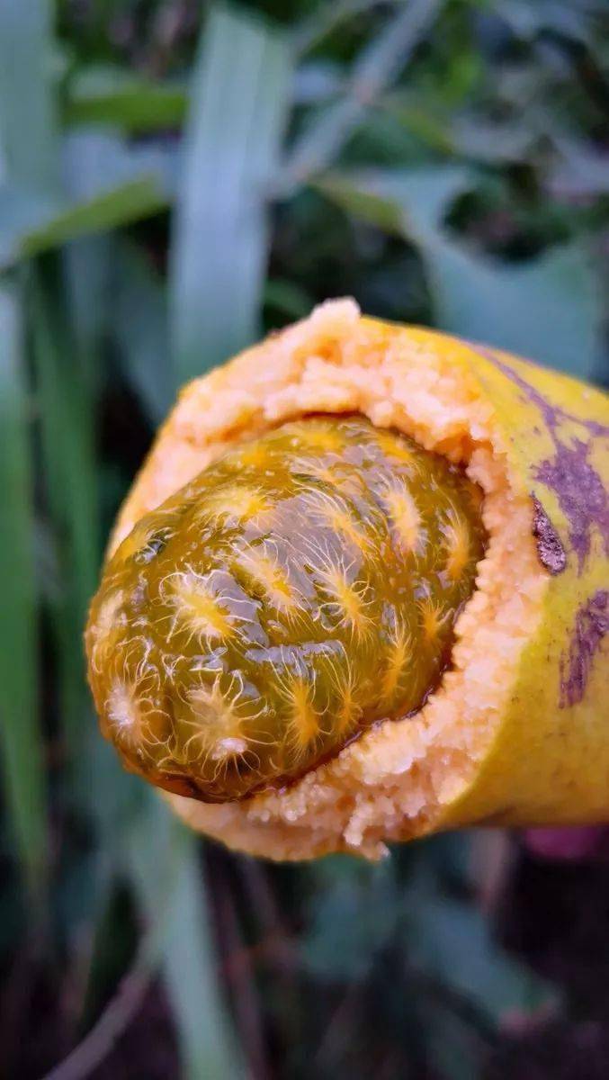 客家人常吃的野果熟啦错过又要再等一年