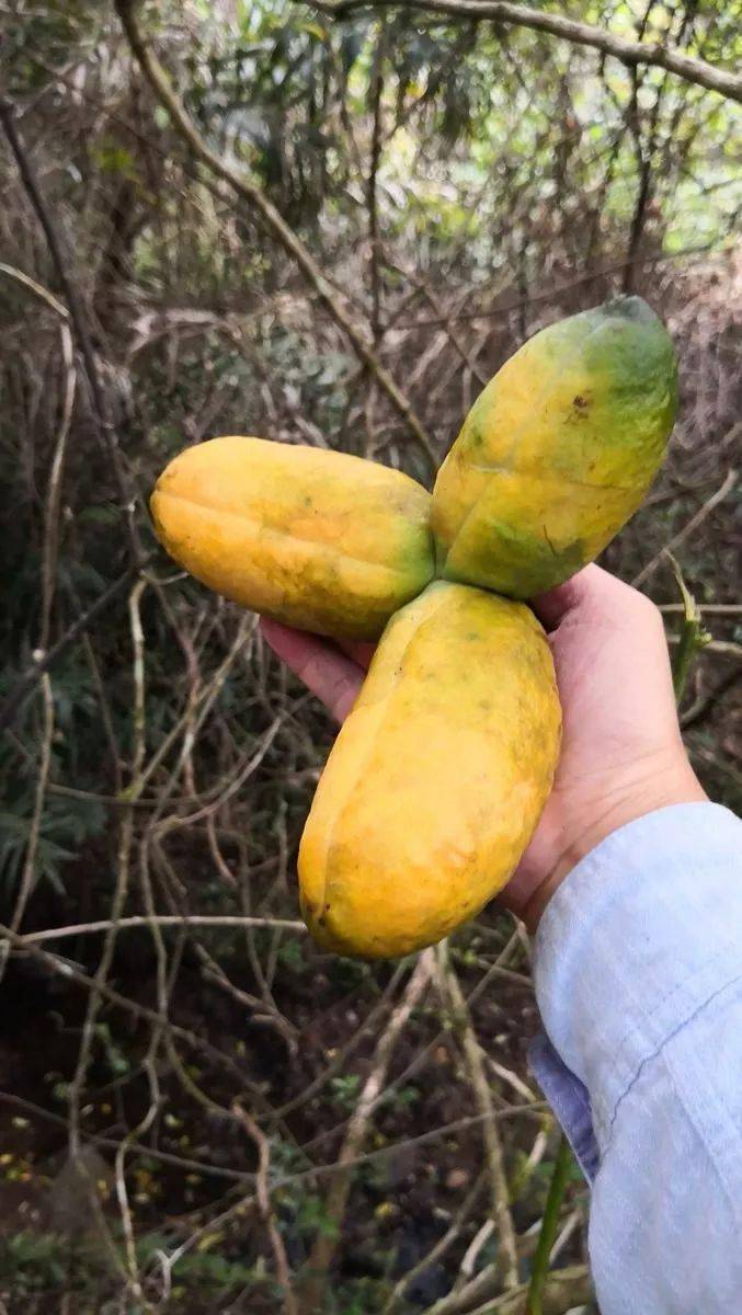 客家人常吃的野果熟啦错过又要再等一年