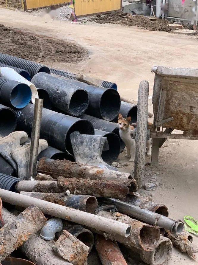 推土机|在推土机开进来后，我才看到了这座“花园”