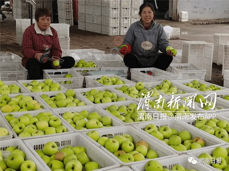 白水县林皋镇:硕果盈枝,果香满园