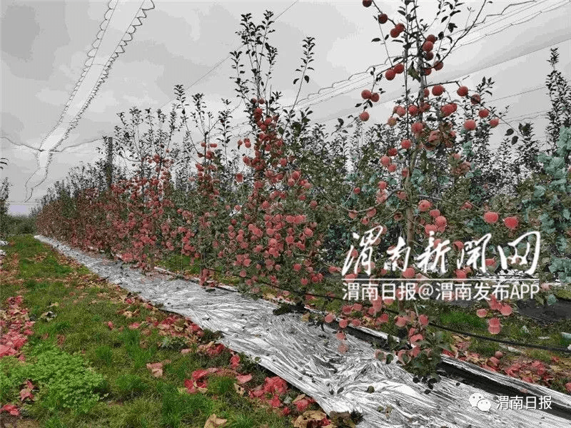 白水县林皋镇:硕果盈枝,果香满园