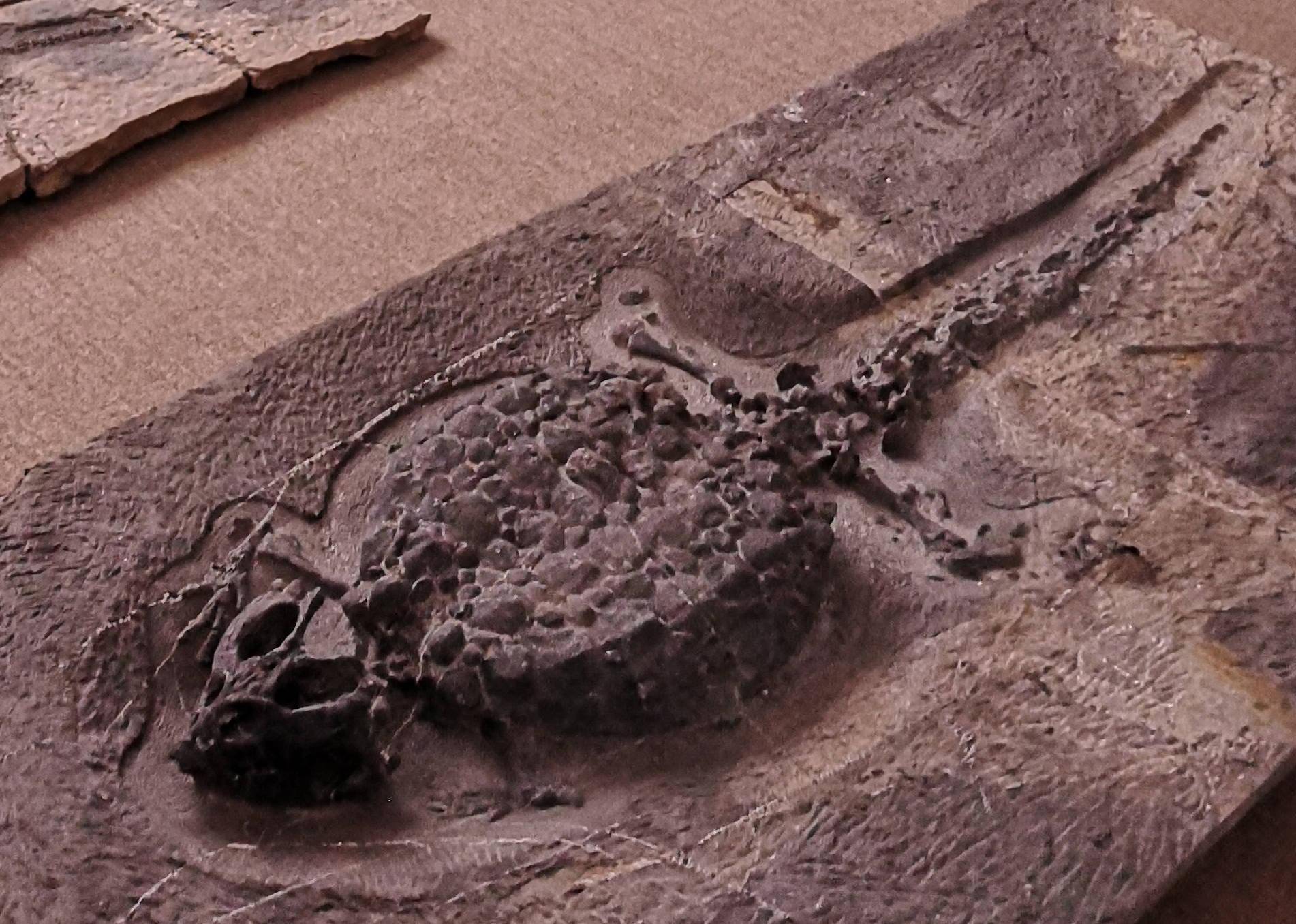 贵阳龙洞堡机场化石图片