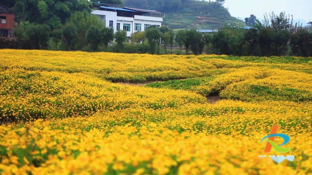 在开州区大德镇仁和村,大片木春菊竞相绽放,密密匝匝,连绵不绝.