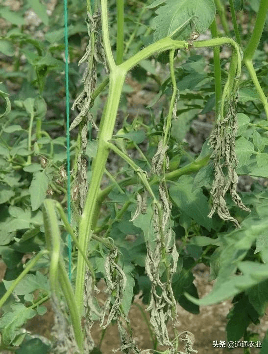 十月依旧是防治茄果类蔬菜的青枯病的重要时期