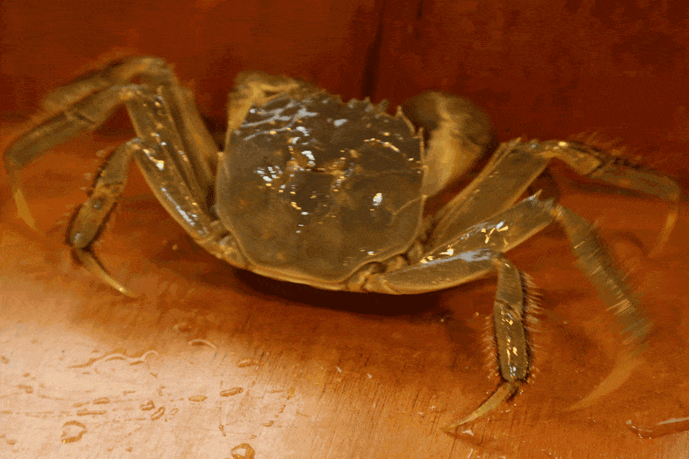 蟹肉|大闸蟹只会配黄酒？这么多年的蟹都白吃了