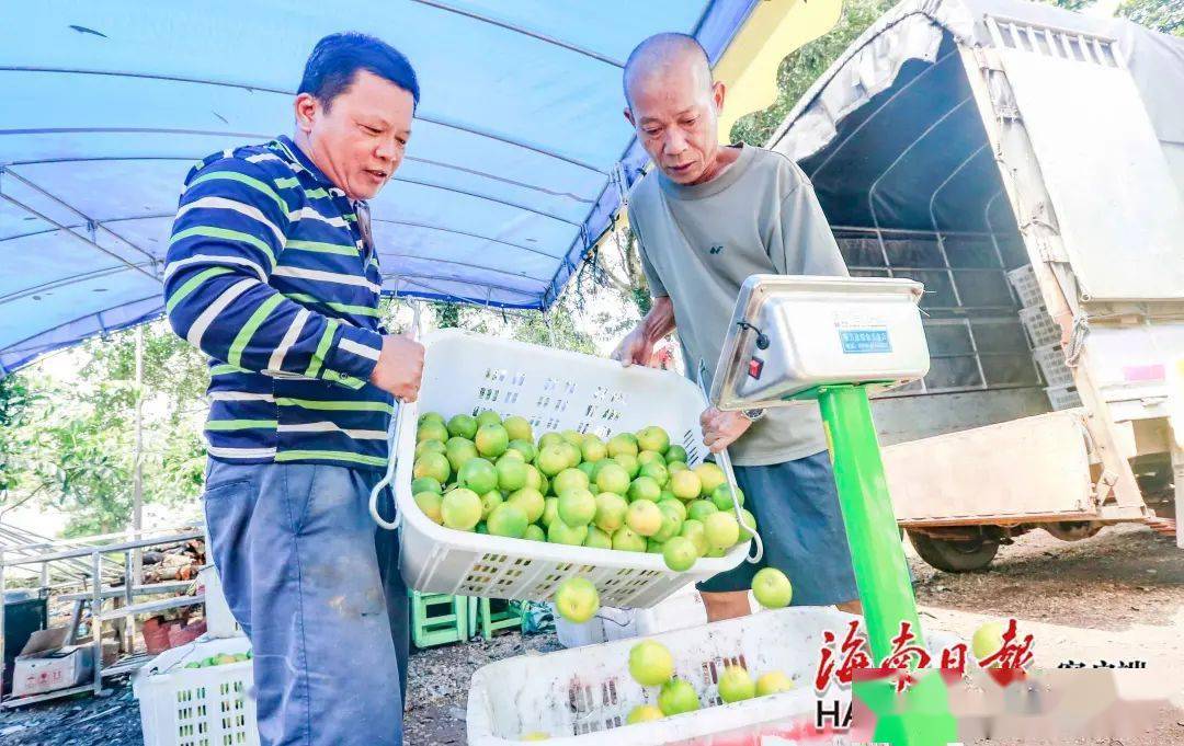 大美村人口_乡村振兴澄迈福橙上市