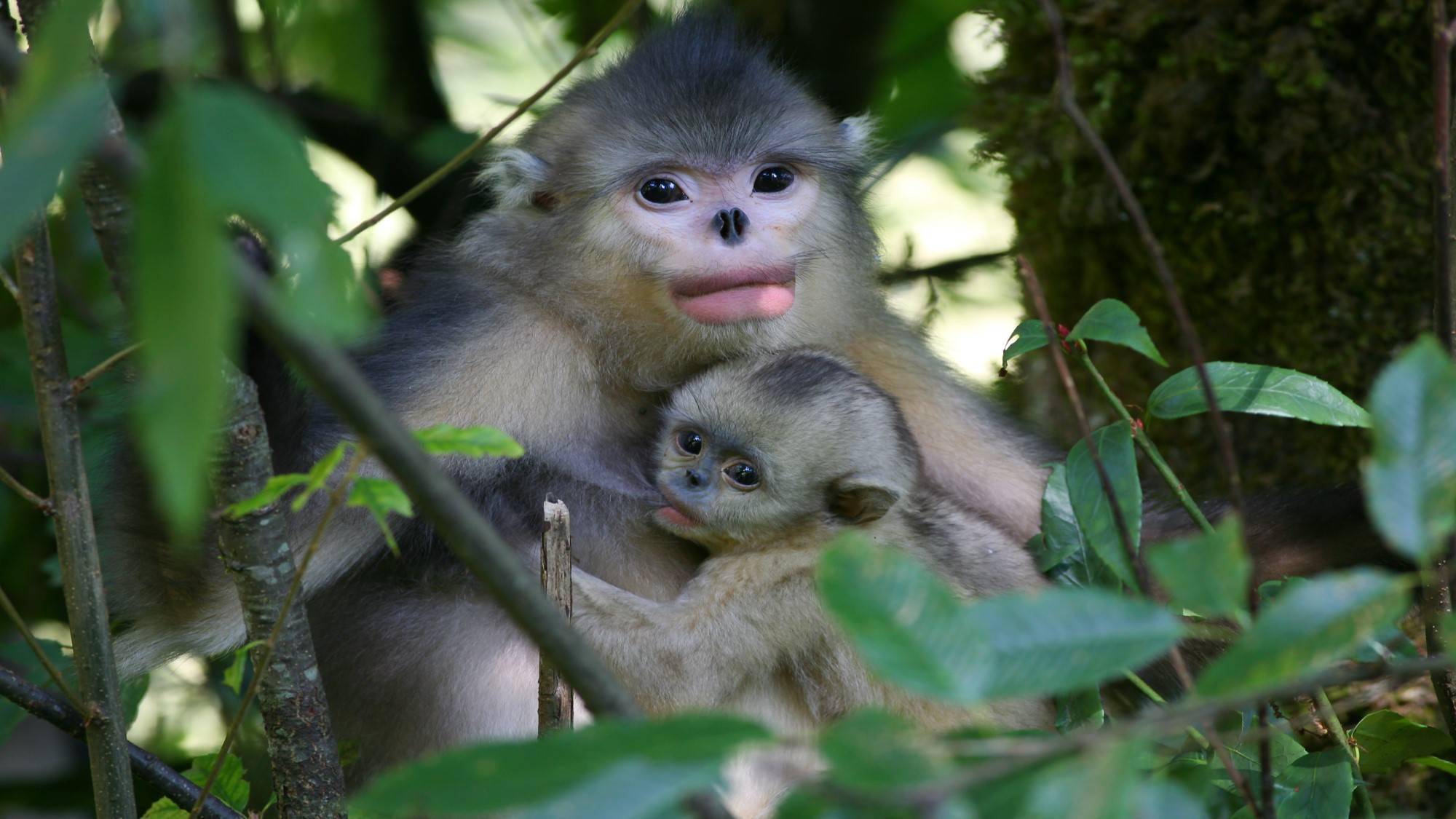 近百种极度濒危动植物摆脱灭绝厄运极小种群保护中国方案获国际认可
