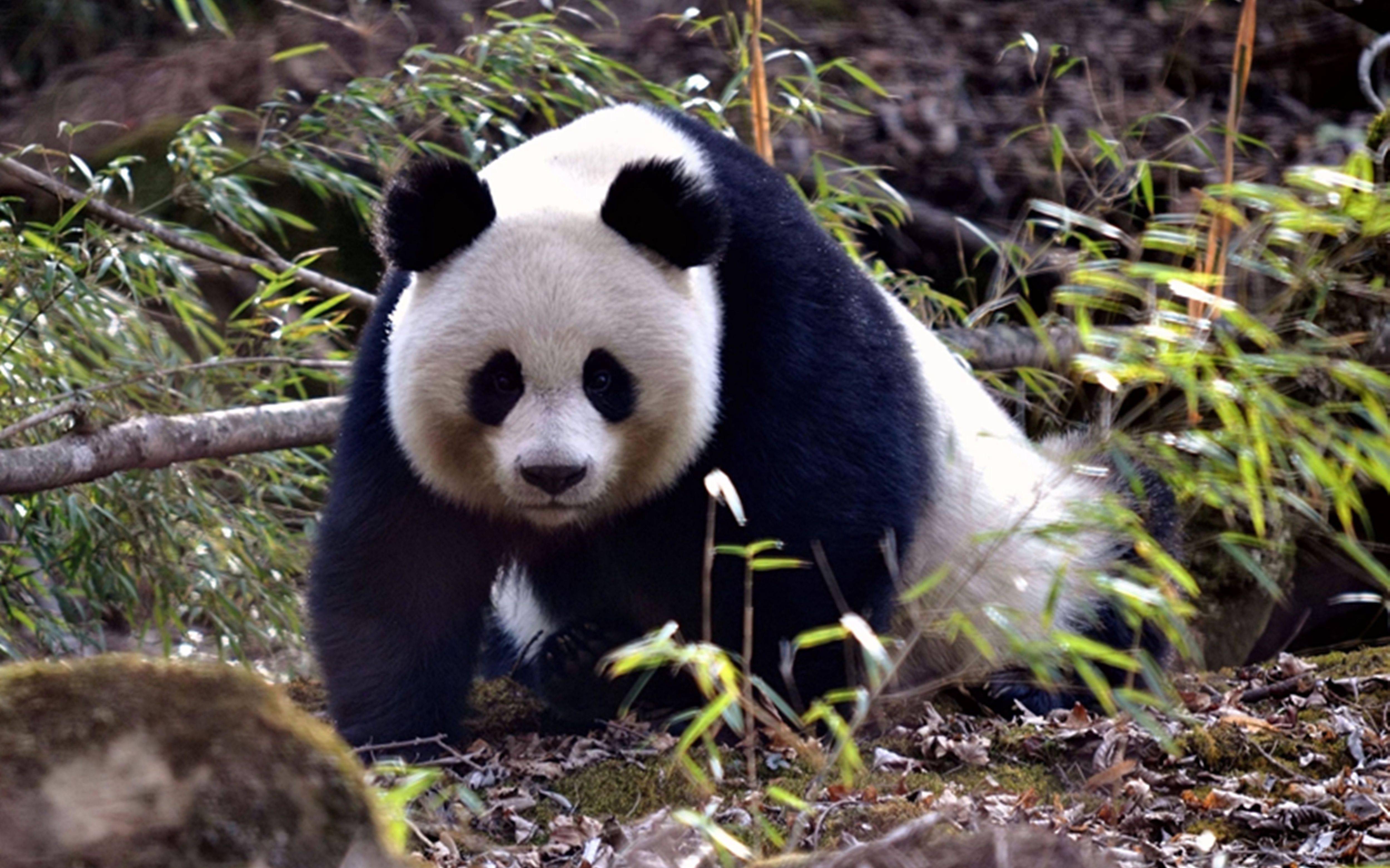 大熊猫百度百科图片