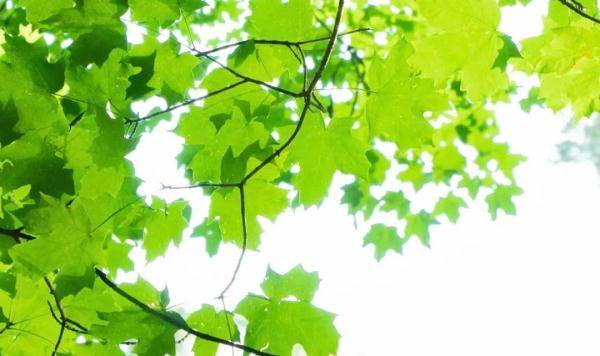 眼球|护眼小贴士