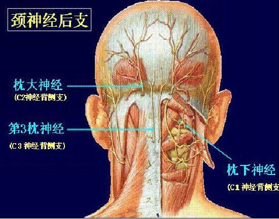 冯智英|“我想拧掉脑袋！”杭州15岁学霸一刷题就头痛欲裂！医生：这个习惯太差了，家长一定要看