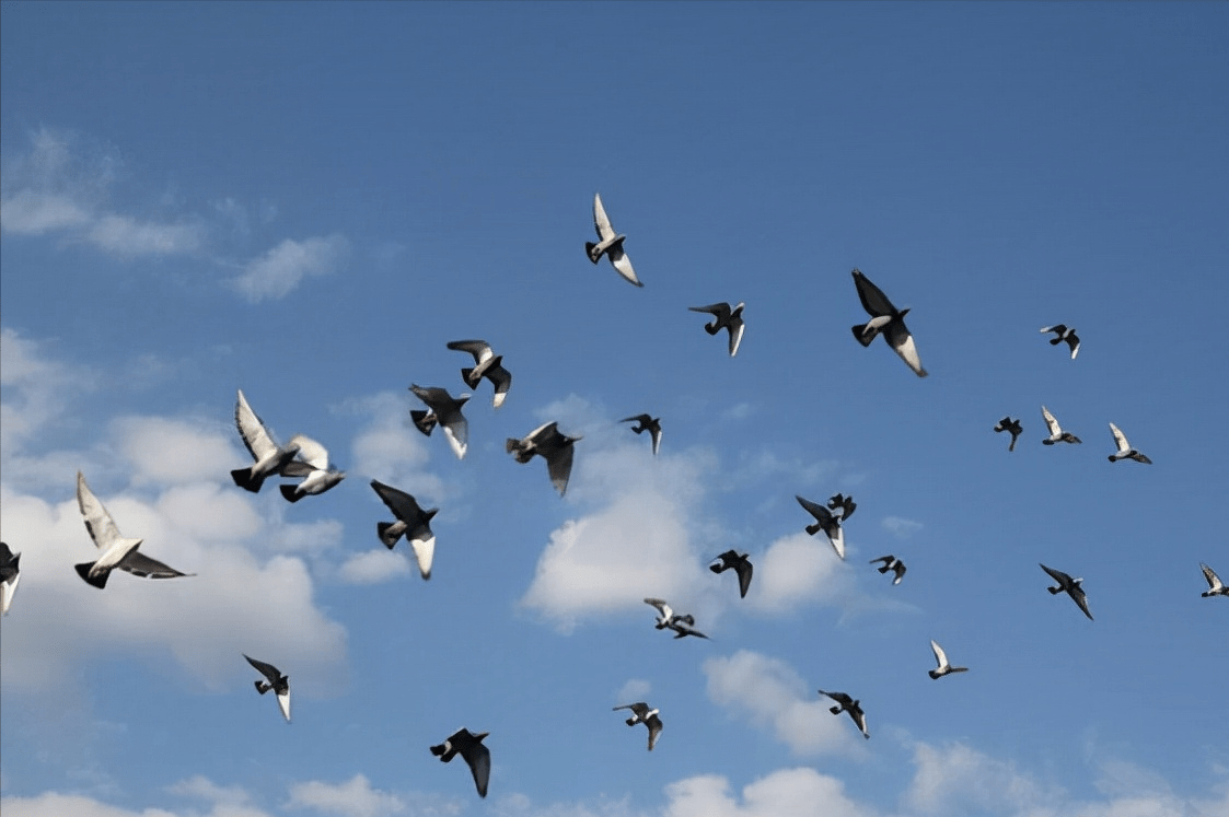 一般鸽子家飞都是固定那几个时间段.